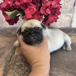 Green collar - Fawn male Pug puppy in Tucson, Arizona from Furever Friends