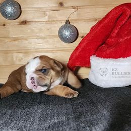 Boy 1 - Red male Bulldog puppy in Hillsdale County, Michigan from KZ Bullies LLC