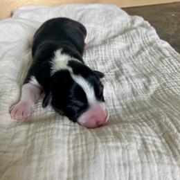 Girl - Black and tan female Pembroke Welsh Corgi puppy in Saratoga, Wyoming from Maria's Pembroke Welsh Corgis