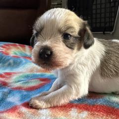 Kromfohrlanders from DragonFly Hollow Kromfohrlanders