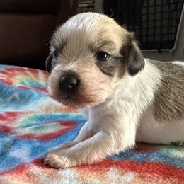 Kromfohrlanders from DragonFly Hollow Kromfohrlanders