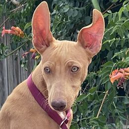 Cirneco dell’Etna Puppies from Ember Hill Cirnechi