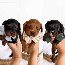 Male pick 3 - Tri-color male Cavapoo puppy in Melbourne, Florida from Space Coast Doodle Co.