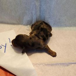 Boy 3 - Dapple male Dachshund puppy in Coweta, Oklahoma from Adney Acres Dauchshunds