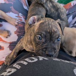 Samus - Black brindle male American Staffordshire Terrier puppy in Hohenwald, Tennessee from AptiBull Terriers