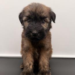 Army Green Boy - Wheaten male Soft Coated Wheaten Terrier puppy in Grand Prairie, Texas from Wonderful Wheatens
