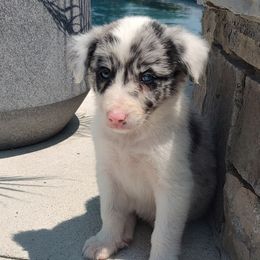 Border Collie Puppies from Bond Border Collies