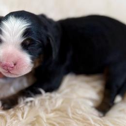 Woody- red collar - Tri-color male Bernedoodle puppy in Colorado Springs, Colorado from Mercy Mountain Bernedoodles