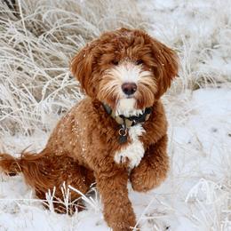 Ollie - Goldendoodle