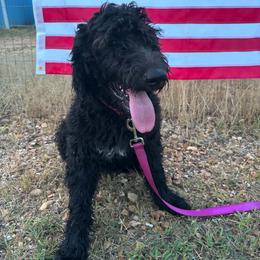 Ember - Black female Goldendoodle puppy in Water Valley, Mississippi from Olympian Doodles