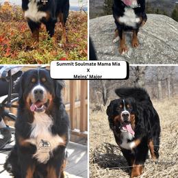 Bernese Mountain Dog puppies from Summit Soulmate