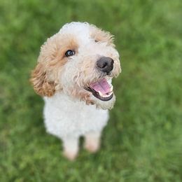 Spot - Labradoodle