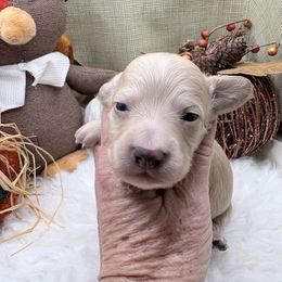 Boo - Cream female Dachshund puppy in Hockley, Texas from Shans Down Home Doxies