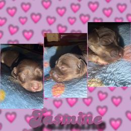 Jasmine - Chocolate female Dachshund puppy in Brazil, Indiana from King Duke Dachshunds