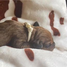 Redbone Coonhound Puppies from Helper Hounds