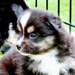 Kirby - Black tri male Miniature Australian Shepherd puppy in South Branch, Michigan from Ross Ranch Mini and Standard Aussie's