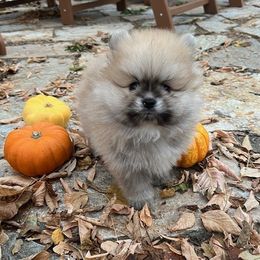Abi's Cream Sable Male - Cream sable male Pomeranian puppy in Pocatello, Idaho from Avalon Pomeranians