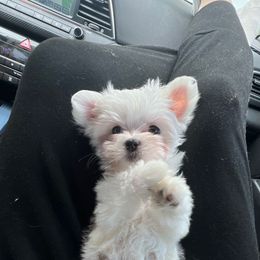 Snowball - White male Maltese puppy in Blythe, California from California AKC Maltese & Yorkies