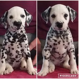 Dalmatian Puppies from Spotty Shenanigans Dalmatians