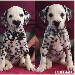 Dalmatian Puppies from Spotty Shenanigans Dalmatians