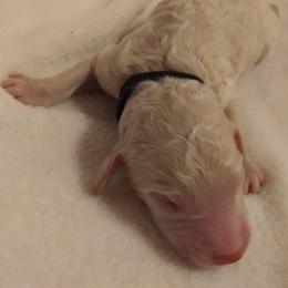 Poodle Puppies from Barbi's Standards