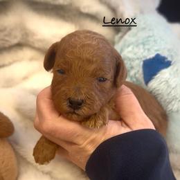 Lenox - Red  male Poodle puppy in Lake Ann, Michigan from Riyem Wildflower Farms
