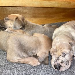 Great Dane Puppies from Tar River Great Danes