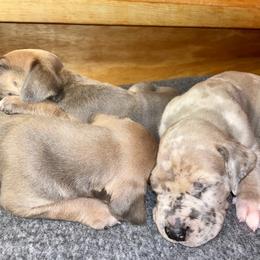 Great Dane Puppies from Tar River Great Danes