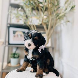 Croissant - Tri-color female Bernedoodle puppy in Murray, Utah from Sun Valley Doodles