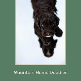 'Merica - Chocolate male Australian Labradoodle puppy in Cashmere, Washington from Mountain Home Doodles