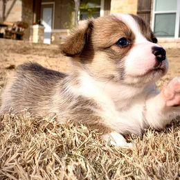 Pembroke Welsh Corgi Puppies from Diamond G Corgis