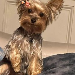 Yorkshire Terrier All Grown Up from Tricia’s Yorkie Puppies