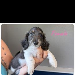 Female 2 - Gray (blue) female Dachshund puppy in Charlotte County, Florida from Doxie Den
