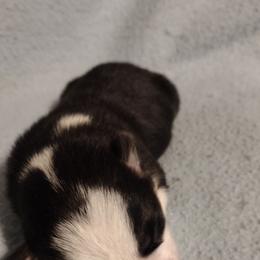 Triple Clear, OFA parents - Black and tan male Pembroke Welsh Corgi puppy in Harpursville, New York from Rex Farm Corgis