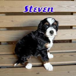 Steven - male Golden Mountain Doodle puppy in Banner Elk, North Carolina from Walnut Tree Bernedoodles