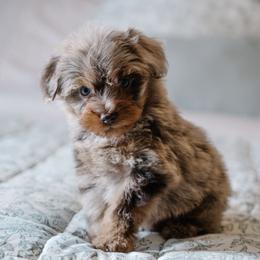 Ferrero Rocher (Ero) - Merle male Schnoodle puppy in Grove, Oklahoma from Grand Lake Poodles & Doodles