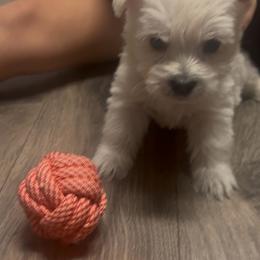 Red - White male West Highland White Terrier puppy in Bessemer City, North Carolina from JJs Puppies of the Carolinas