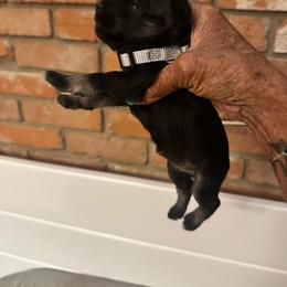 Almond Joy - Black and silver female Miniature Schnauzer puppy in Lubbock, Texas from Schnazzy Schnauzers
