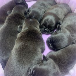 Pug Puppies from The Grumble Pack