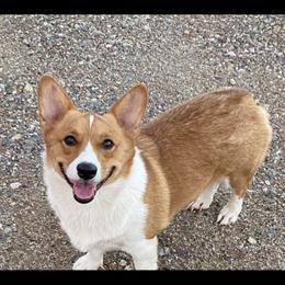 Honeybun - Pembroke Welsh Corgi