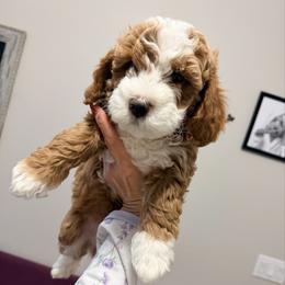 Rudolph - Red male Cavapoo puppy in Bradenton, Florida from Christianna’s Mini Goldendoodles