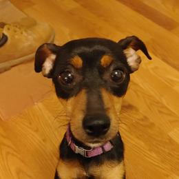 Boxers and Miniature Pinschers from Pike's Pups