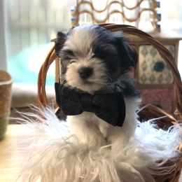 Rickie Nick - Black and white Companion Cross puppy in Middle Island, New York from Growing Whiskers