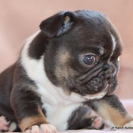 Biggs - Tricolors male French Bulldog puppy in Winnsboro, Texas from JP Ranch Bulldogs
