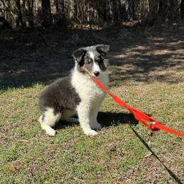 Girl 2 - Black white and tan female Shetland Sheepdog puppy in Shirley, Arkansas from Lucky Pups