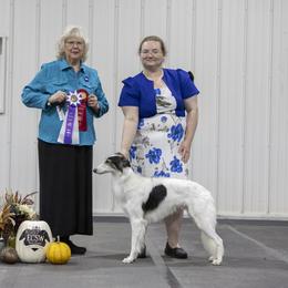 Haku - Silken Windhound