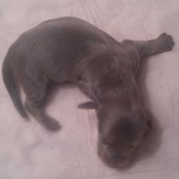 DBs Kurt G - Cream male Dachshund puppy in Summerfield, Florida from D & B Ranchette