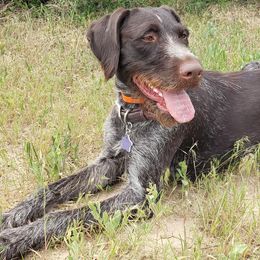 German Wirehaired Pointers from Welebir Wirehairs