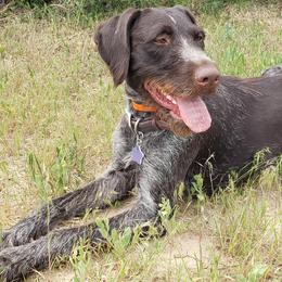 German Wirehaired Pointers from Welebir Wirehairs