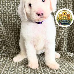 Girl 1 - Red  female Goldendoodle puppy in Sanger, California from Delta Doodless